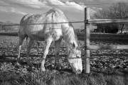https://www.waibe.fr/sites/egami/medias/images/chevaux/130310_5308_G.jpg