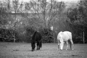 https://www.waibe.fr/sites/egami/medias/images/chevaux/130324_5338_G.jpg
