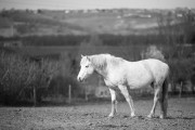https://www.waibe.fr/sites/egami/medias/images/chevaux/130324_5341_G.jpg