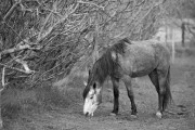 https://www.waibe.fr/sites/egami/medias/images/chevaux/130330_5369_G.jpg