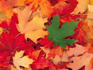 AUTOMNE FEUILLES