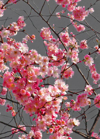 FLEURS PRINTEMPS