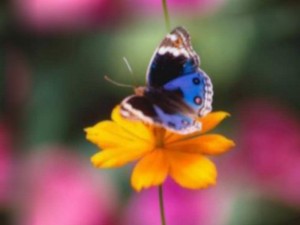 PAPILLON SUR FLEUR
