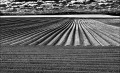 https://www.waibe.fr/sites/francipaq/medias/images/__HIDDEN__galerie_44/20250416-L1000165-Modifier_b_BW_copie_1500.jpg