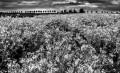 https://www.waibe.fr/sites/francipaq/medias/images/__HIDDEN__galerie_44/20250421-L1000208_b_copie_1500_BW.jpg