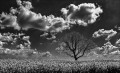 https://www.waibe.fr/sites/francipaq/medias/images/__HIDDEN__galerie_44/20250427-L1000237_b_BW_copie_1500.jpg
