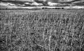 https://www.waibe.fr/sites/francipaq/medias/images/__HIDDEN__galerie_44/20250707-L2000964-b_BW_copie_1500.jpg