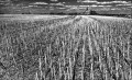 https://www.waibe.fr/sites/francipaq/medias/images/__HIDDEN__galerie_44/20250710-L2000974-b_BW_copie_1500.jpg