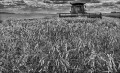 https://www.waibe.fr/sites/francipaq/medias/images/__HIDDEN__galerie_44/20250715-L1000498-b_BW_copie_1000.jpg