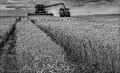 https://www.waibe.fr/sites/francipaq/medias/images/__HIDDEN__galerie_44/20250715-L1000517-b_BW_copie_1500.jpg