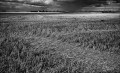 https://www.waibe.fr/sites/francipaq/medias/images/__HIDDEN__galerie_44/20250720-L2001033-b_BW_copie_1500.jpg