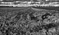 https://www.waibe.fr/sites/francipaq/medias/images/__HIDDEN__galerie_44/20260228-L4002434-b_BW_copie_2500.jpg