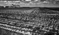 https://www.waibe.fr/sites/francipaq/medias/images/__HIDDEN__galerie_44/20260521-L4002874-b_BW_copie_2500.jpg