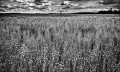 https://www.waibe.fr/sites/francipaq/medias/images/__HIDDEN__galerie_44/20260531-L4002889-b_BW_copie_2500.jpg