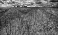 https://www.waibe.fr/sites/francipaq/medias/images/__HIDDEN__galerie_44/20260702-L4002982-b_BW_copie_2500.jpg
