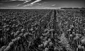 https://www.waibe.fr/sites/francipaq/medias/images/__HIDDEN__galerie_44/20260709-L4003018-b_BW_copie_2500.jpg