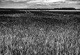 https://www.waibe.fr/sites/francipaq/medias/images/__HIDDEN__galerie_44/20260715-L4003042-b_BW_copie_2500.jpg