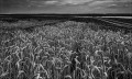 https://www.waibe.fr/sites/francipaq/medias/images/__HIDDEN__galerie_44/20260715-L4003043-b_BW_Copiev_2500.jpg