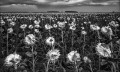 https://www.waibe.fr/sites/francipaq/medias/images/__HIDDEN__galerie_44/20260815-L4003143-b_BW_copie_2500.jpg