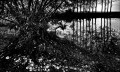https://www.waibe.fr/sites/francipaq/medias/images/__HIDDEN__galerie_44/20260815-L4003154-b_BW_copie_2500.jpg
