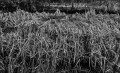 https://www.waibe.fr/sites/francipaq/medias/images/__HIDDEN__galerie_47/20250316-L1000039_b_BW_copie_1500.jpg