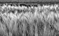 https://www.waibe.fr/sites/francipaq/medias/images/__HIDDEN__galerie_47/20250502-L1000258_b_BW_copie_1500.jpg
