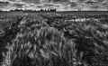https://www.waibe.fr/sites/francipaq/medias/images/__HIDDEN__galerie_47/20250509-L1000271_b_BW_copie_1500.jpg