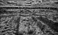 https://www.waibe.fr/sites/francipaq/medias/images/__HIDDEN__galerie_47/20250525-L2000791-Modifier_b_BW_copie_1500.jpg