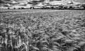 https://www.waibe.fr/sites/francipaq/medias/images/__HIDDEN__galerie_47/20250608-L2000849-b_BW_copie_1500.jpg