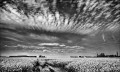 https://www.waibe.fr/sites/francipaq/medias/images/__HIDDEN__galerie_47/20260409-L4002735-b_BW_copie_2500.jpg