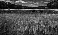 https://www.waibe.fr/sites/francipaq/medias/images/__HIDDEN__galerie_47/20260601-L4002894-b_BW_copie_2500.jpg