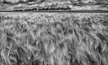 https://www.waibe.fr/sites/francipaq/medias/images/__HIDDEN__galerie_47/20260609-L4002907-b_BW_copie_2500.jpg