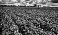 https://www.waibe.fr/sites/francipaq/medias/images/__HIDDEN__galerie_47/20260611-L4002911-b_BW_copie_2500.jpg