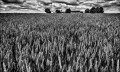 https://www.waibe.fr/sites/francipaq/medias/images/__HIDDEN__galerie_47/20260611-L4002914-b_BW_copie_2500.jpg
