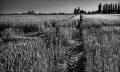 https://www.waibe.fr/sites/francipaq/medias/images/__HIDDEN__galerie_47/20260621-L4002936-b_BW_copie_2500.jpg
