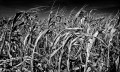 https://www.waibe.fr/sites/francipaq/medias/images/__HIDDEN__galerie_47/20260905-L4003242-b_BW_copie_2500.jpg