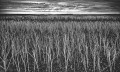 https://www.waibe.fr/sites/francipaq/medias/images/__HIDDEN__galerie_47/20260913-L4003265-b_BW_copie_2500.jpg