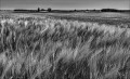 https://www.waibe.fr/sites/francipaq/medias/images/__HIDDEN__galerie_47/L1000259_b_BW_copie_1500.jpg