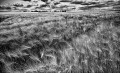 https://www.waibe.fr/sites/francipaq/medias/images/__HIDDEN__galerie_47/L2000827-Modifier_b_BW_copie_1500.jpg