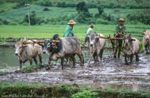https://www.waibe.fr/sites/jmvdh/medias/images/DIAPO_MYANMAR/MYA-99-4-1-24.jpg