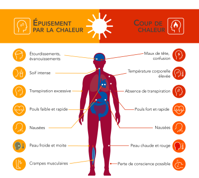 chaleur et coup de chaleur  1