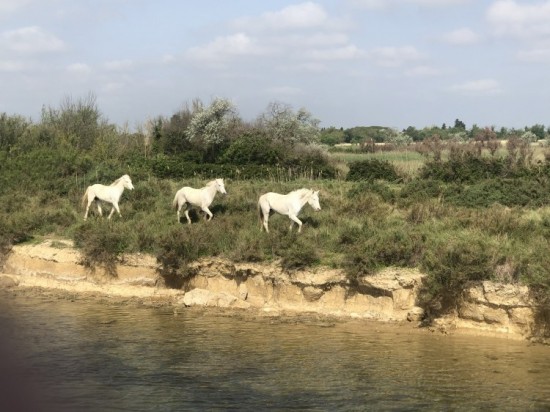 https://www.waibe.fr/sites/lesgenets/medias/images/__HIDDEN__galerie_28/IMG_9471.jpeg