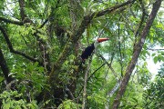 https://www.waibe.fr/sites/micmary/medias/images/__HIDDEN__galerie_50/AR-0240-Arg-Iguazu-Toucan-3529.jpg