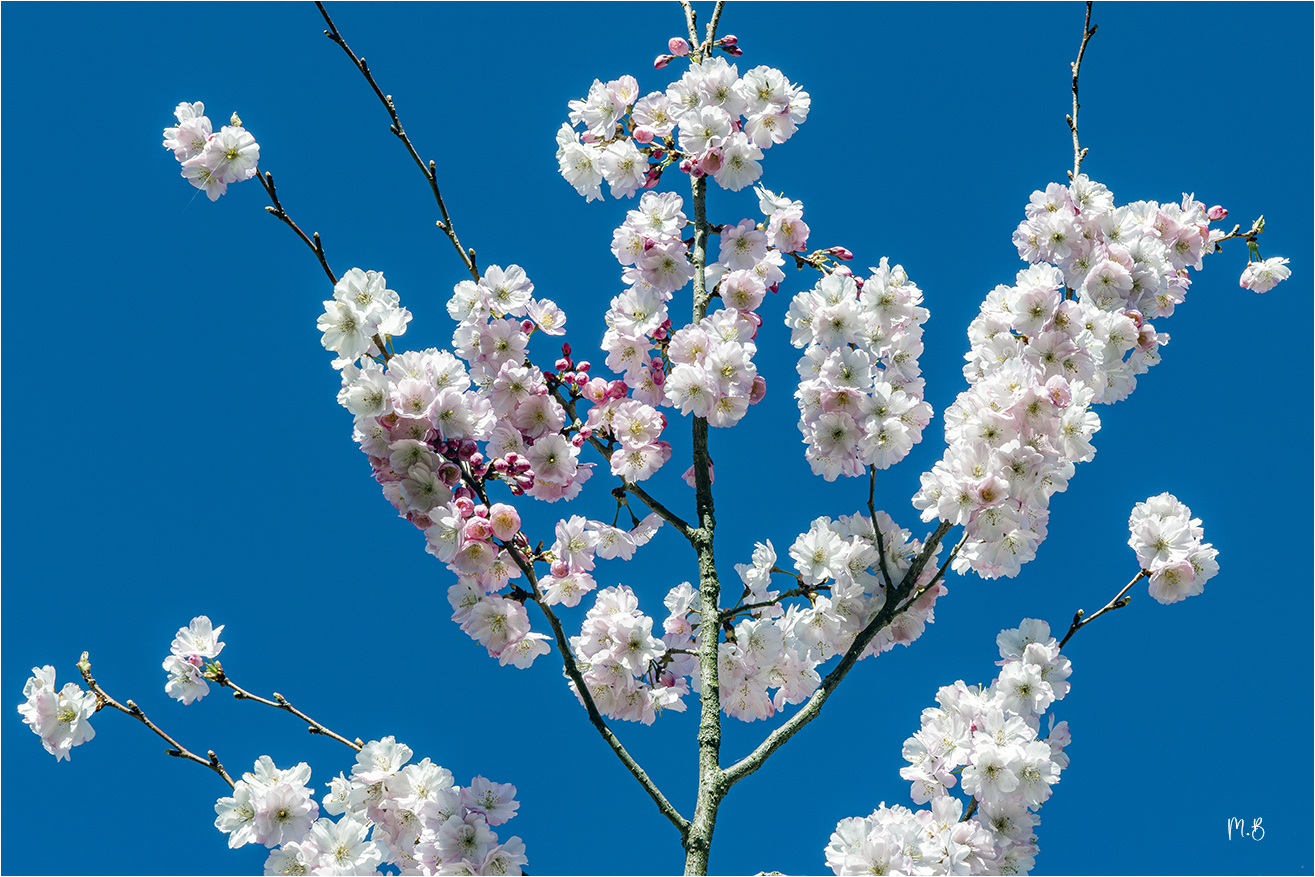  R1A4370 copie NNN  copie S