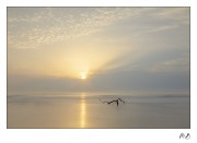 https://www.waibe.fr/sites/mohamedbenbelgacem/medias/images/__HIDDEN__galerie_1/_F4A2110-2_copie1_-_Copie.jpg