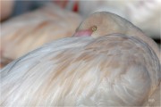https://www.waibe.fr/sites/mohamedbenbelgacem/medias/images/__HIDDEN__galerie_10/_F4A0435-Avec_accentuation-Bruit_copie_N_copie_S.jpg
