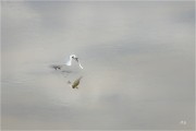 https://www.waibe.fr/sites/mohamedbenbelgacem/medias/images/__HIDDEN__galerie_10/_F4A0596-Avec_accentuation-Bruit_copie_S.jpg