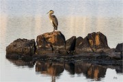 https://www.waibe.fr/sites/mohamedbenbelgacem/medias/images/__HIDDEN__galerie_10/_F4A1549-Avec_accentuation-Bruit_copie_2_S.jpg