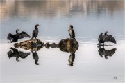 https://www.waibe.fr/sites/mohamedbenbelgacem/medias/images/__HIDDEN__galerie_10/_F4A3042-Avec_accentuation-Bruit_copie_S.jpg