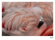 https://www.waibe.fr/sites/mohamedbenbelgacem/medias/images/__HIDDEN__galerie_10/_F4A5074-Avec_accentuation-Bruit_copie__N_copie.jpg